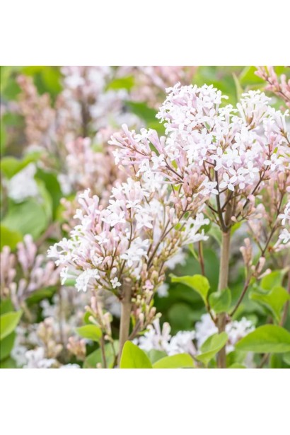 Бузок меєра Флауерфеста Вайт висота